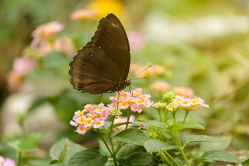 Butterfly and soft sunshine.