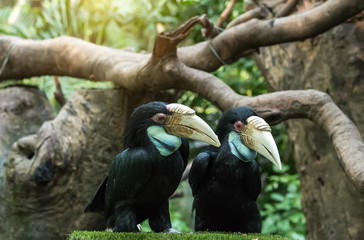 Great hornbills in rainforest