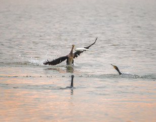 Cormorant Black cormorants with a fish