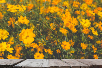 Naklejka na ściany i meble beautiful orange cosmos flower field (blur image) with selected