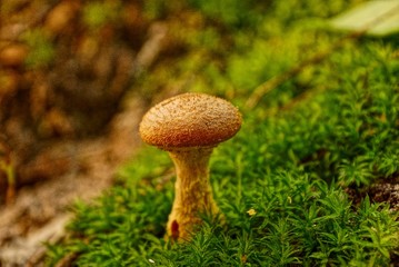 Опёнок и мох