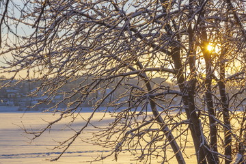 Winter sunset through the tree branches