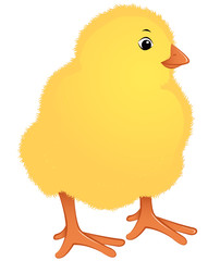 Freshly hatched chicks