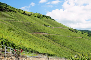 Fototapeta na wymiar grüner Weinberg in der Weinlage Domprobst bei Graach an der Mosel im Sommer