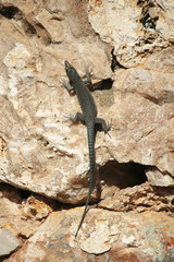 A lizard on a stone wall in Dubrovnik, Croatia
