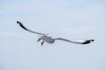 White seagull flying.