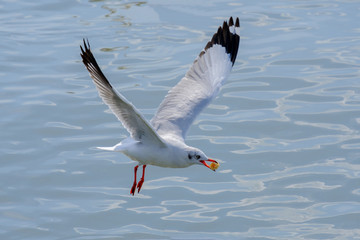 White seagull feeding.