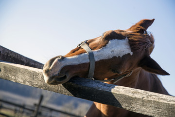Purebred saddle horse leans over railing