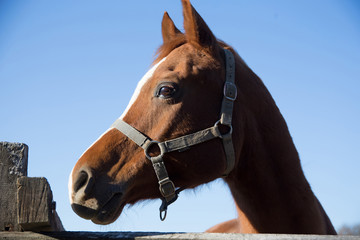 Thoroughbred horse looking over wooden corral fence