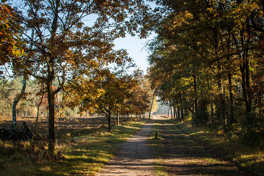 In the woods of Austerlitz, The Netherlands (Oude Woudenbegse Zandweg)