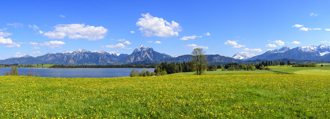 blühende Wiesen im Allgäu