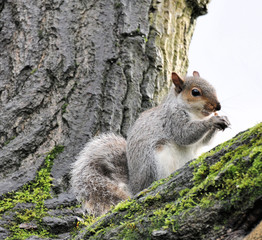 squirrel eating nut's
