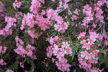 Obraz premium Oleander flowers ( Nerium oleander, Apocynaceae )The blossoming branch of a pink oleander.