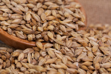 Barley beans. Grains of malt close-up. Barley on sacking background. Food and agriculture concept.