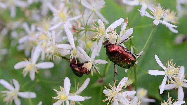 bug on white flowers closeup, green dung-beetle (protaetia aeruginosa) . meadow summer insects, nature environment diversity 