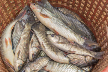 Tilapia in ponds 