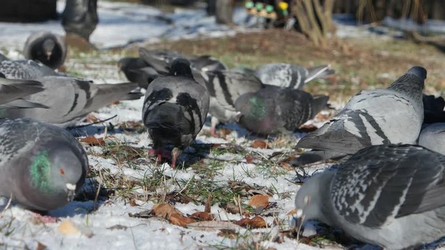 flocks feeding pigeons in a park on a sunny winter day