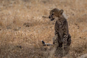 Foto op Aluminium Cheetah cub sitting in Grassland taken in Kenya © L Galbraith