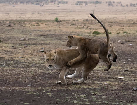 Two young lion cubs play fighting.