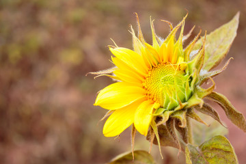 Sunflowers blooming in sunflower garden