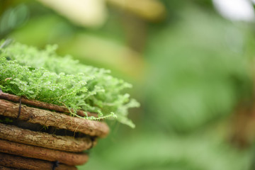 green plant in wooden pot