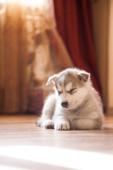 sleeping siberian husky puppy © Елена Насекина