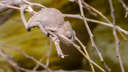 Perinet chameleon, Calumma gastrotaenia is a species of 