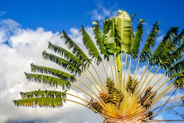Voilages Palmier Palmier Ravenala – symbole de Madagascar