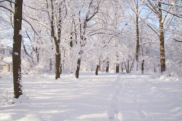 Snowy path amongst trees in Warsaw Lazienki park