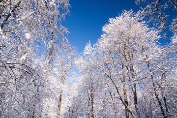 Snowy tree branches against blue sky after heavy snow fall in Wa
