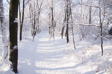 Snowy path amongst trees in Warsaw Lazienki park