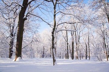 Snowy winter park Lazienki in Warsaw