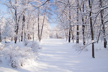 Fototapeta premium Snowy path amongst trees in Warsaw Lazienki park