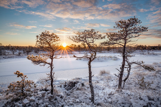 Bog pines warmed by rising sun