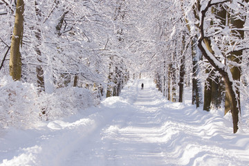 Fototapeta na wymiar Snowy path amongst trees in Warsaw Lazienki park