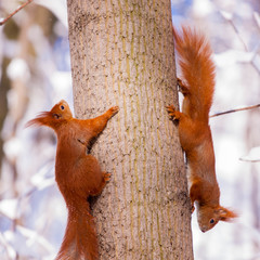 Pair of cute little red eurasian squirrel in snowy park Lazienki - 132588211