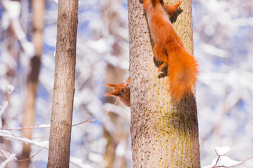 Pair of cute little red eurasian squirrel in snowy park Lazienki