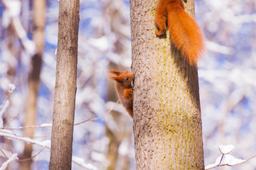 Pair of cute little red eurasian squirrel in snowy park Lazienki