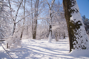 Snowy winter park Lazienki in Warsaw