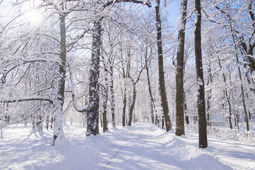 Snowy path amongst trees in Warsaw Lazienki park