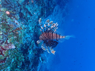 ミノカサゴの逆立ち