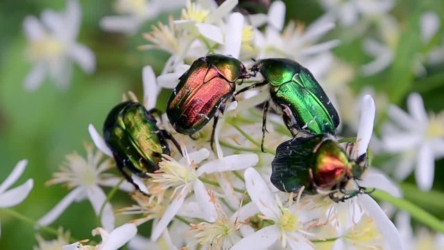dung-beetle (protaetia aeruginosa) green bugs on white flowers. meadow summer insects, nature environment diversity 