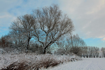 Elblandschaft im Winter.2
