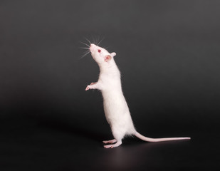 standing white domestic rat