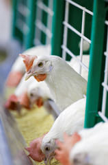 Hens in a cage