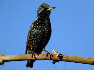 Starling perched on old tree branch