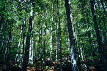 Forest in summer