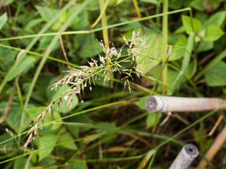 Dew on a grass in spring after rain.