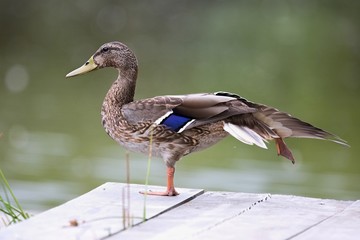 Europe, country Slovakia. Beautiful Wild duck stands on the bank of the river. W. duck posing in acrobatic position, standing on one leg.