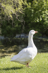 white goose standing on grass